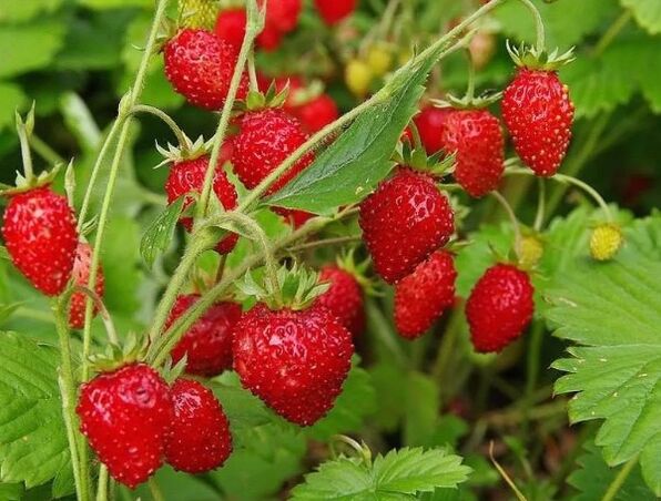 Bayas de fresa