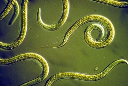 Gusanos nematodos parásitos que viven en el intestino delgado humano