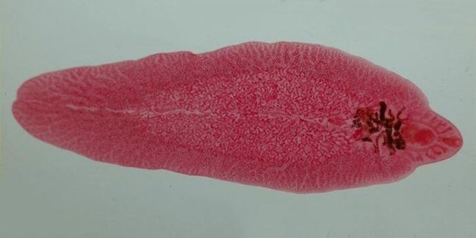 gusano trematodo en humanos
