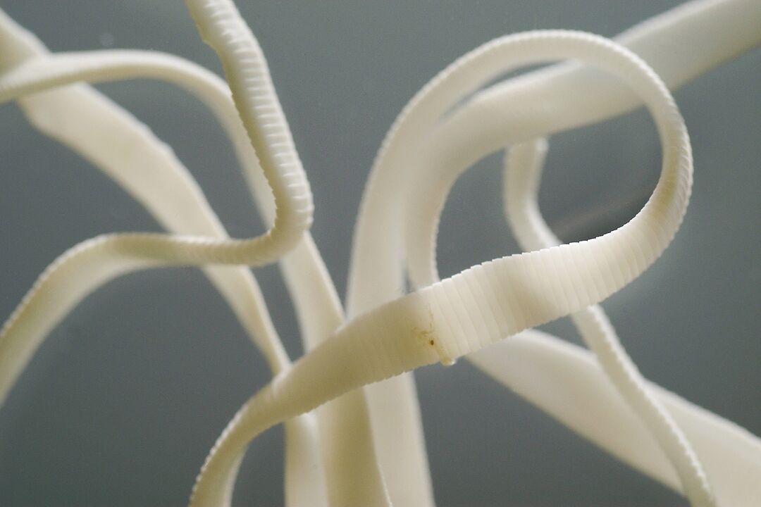 lombriz intestinal humana