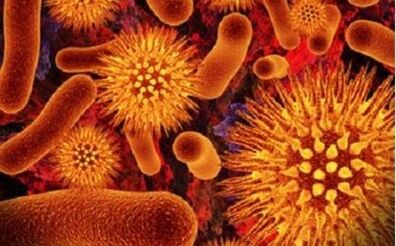 microorganismos parásitos en el cuerpo humano